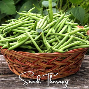 May include: A woven brown and reddish-orange basket filled with a large pile of fresh, slender green beans. The text "Seed Therapy" is written in a white cursive script across the bottom portion of the image, overlaying the basket.