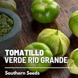 Tomatillo, Verde Rio Grande - 50 Seeds - Heirloom Vegetable, Large Fruit, Determinate, Compact Plant (Physalis ixocarpa)