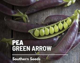 Peas, Royal Snap II - 20 Seeds - Heirloom Vegetable - Purple Pods - Open Pollinated - Non-GMO (Pisum sativum)