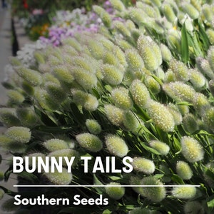 Bunny Tails 50 Seeds Heirloom Ornamental Grass, Hare's Tail, Cut Flowers & Arrangements Lagurus ovatus image 4