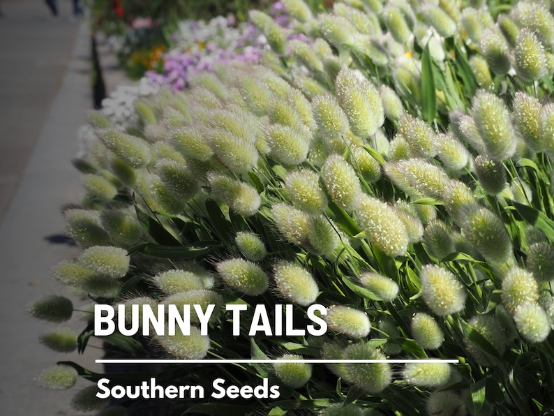 Bunny Tails 50 Seeds Heirloom Ornamental Grass, Hare's Tail, Cut Flowers & Arrangements Lagurus ovatus image 4