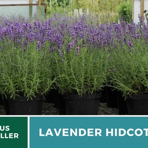 Lavender, Hidcote 50 Seeds Heirloom Flower Culinary & Medicinal Herb Lavandula angustifolia image 6