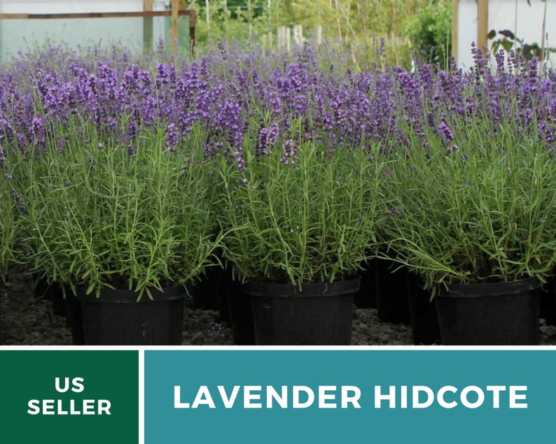 Lavender, Hidcote 50 Seeds Heirloom Flower Culinary & Medicinal Herb Lavandula angustifolia image 6