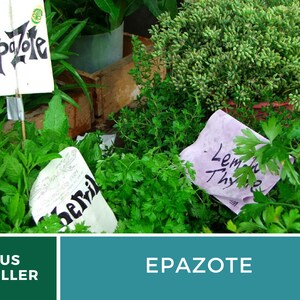 May include: A close-up of a variety of fresh herbs for sale at a market. The herbs include Epazote, Lemon Thyme, and Parsley. The herbs are displayed in a wooden crate and labeled with handwritten signs.