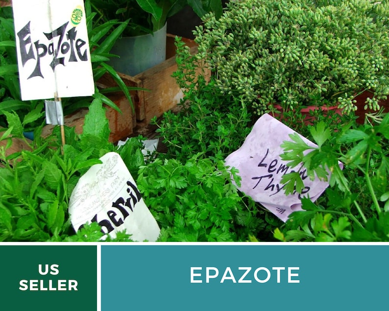 May include: A close-up of a variety of fresh herbs for sale at a market. The herbs include Epazote, Lemon Thyme, and Parsley. The herbs are displayed in a wooden crate and labeled with handwritten signs.
