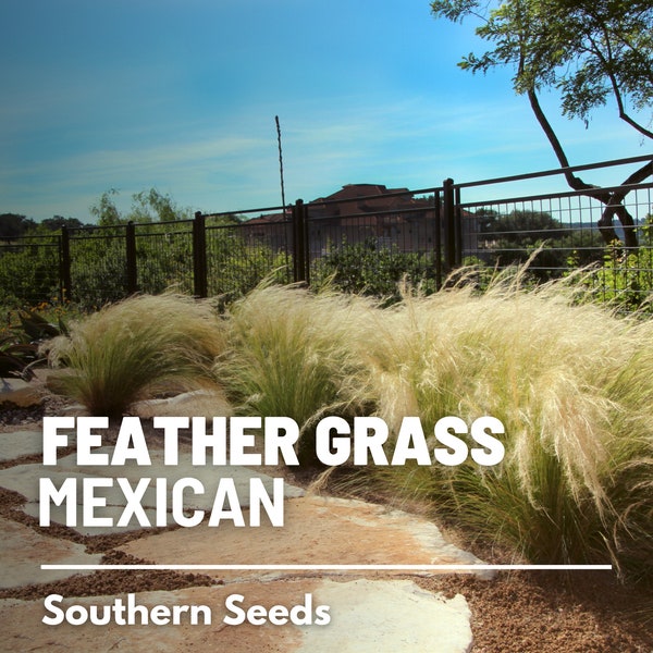 Mexican Feather Grass - 50 Seeds - Heirloom Ornamental Grass, Drought Tolerant, Landscape Plant, Silky Thread Grass (Stipa tenuissima)