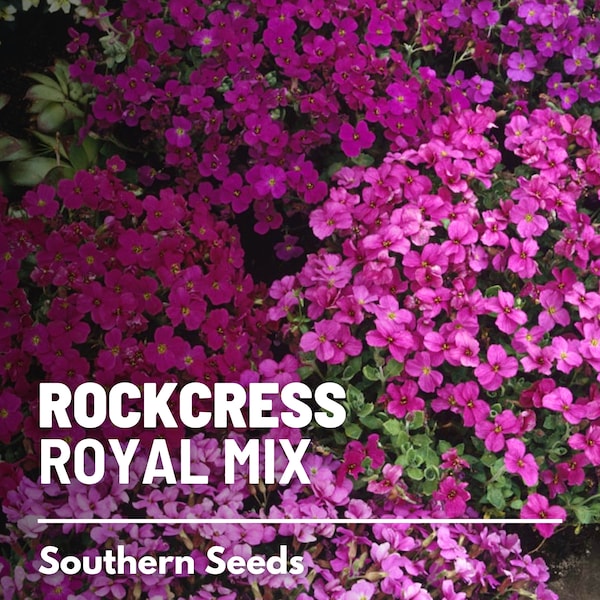 Rockcress - Etsy