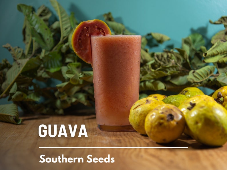 May include: A glass of pink guava juice with a slice of guava on the rim. The glass is sitting on a wooden table with several whole guavas around it. The text "GUAVA" and "Southern Seeds" is visible on the table.