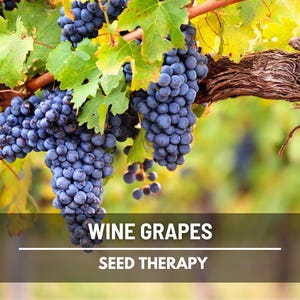 Wine Grape Seeds – Heirloom Fruit, Wine-Making & Vineyard Favorite, Classic Grape Variety | 35 Seeds