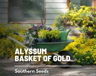Basket of Gold - 100 Seeds - Heirloom Flowers - Butterfly & Pollinator Friendly (Alyssum saxatile)