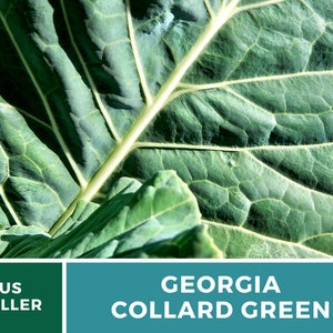 Puede incluir: Primer plano de una hoja grande de col rizada verde oscuro con venas prominentes. La hoja es texturizada y tiene un acabado ligeramente brillante. El texto "GEORGIA COLLARD GREEN" se muestra en letras blancas sobre un fondo azul verdoso.