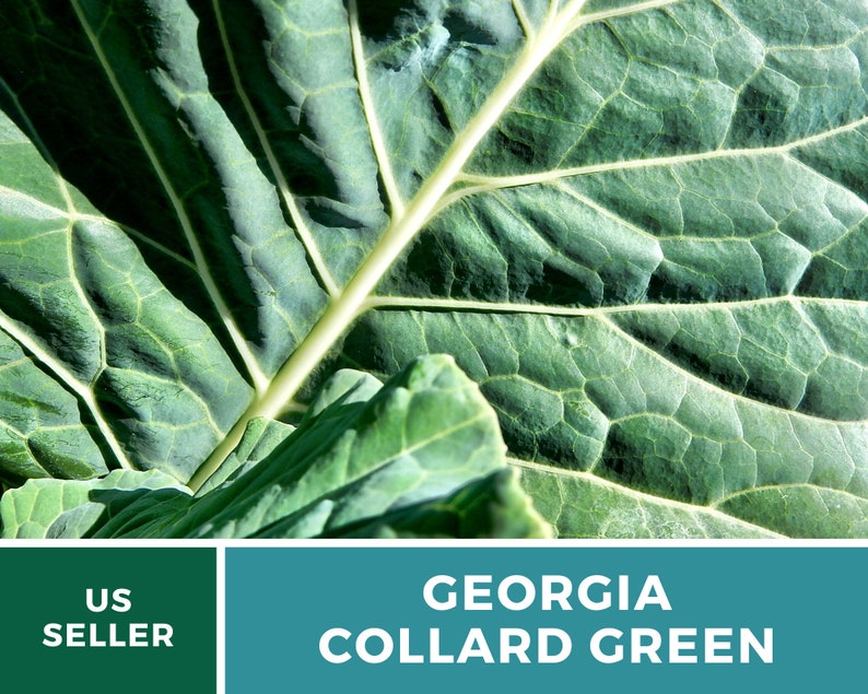 Puede incluir: Primer plano de una hoja grande de col rizada verde oscuro con venas prominentes. La hoja es texturizada y tiene un acabado ligeramente brillante. El texto "GEORGIA COLLARD GREEN" se muestra en letras blancas sobre un fondo azul verdoso.