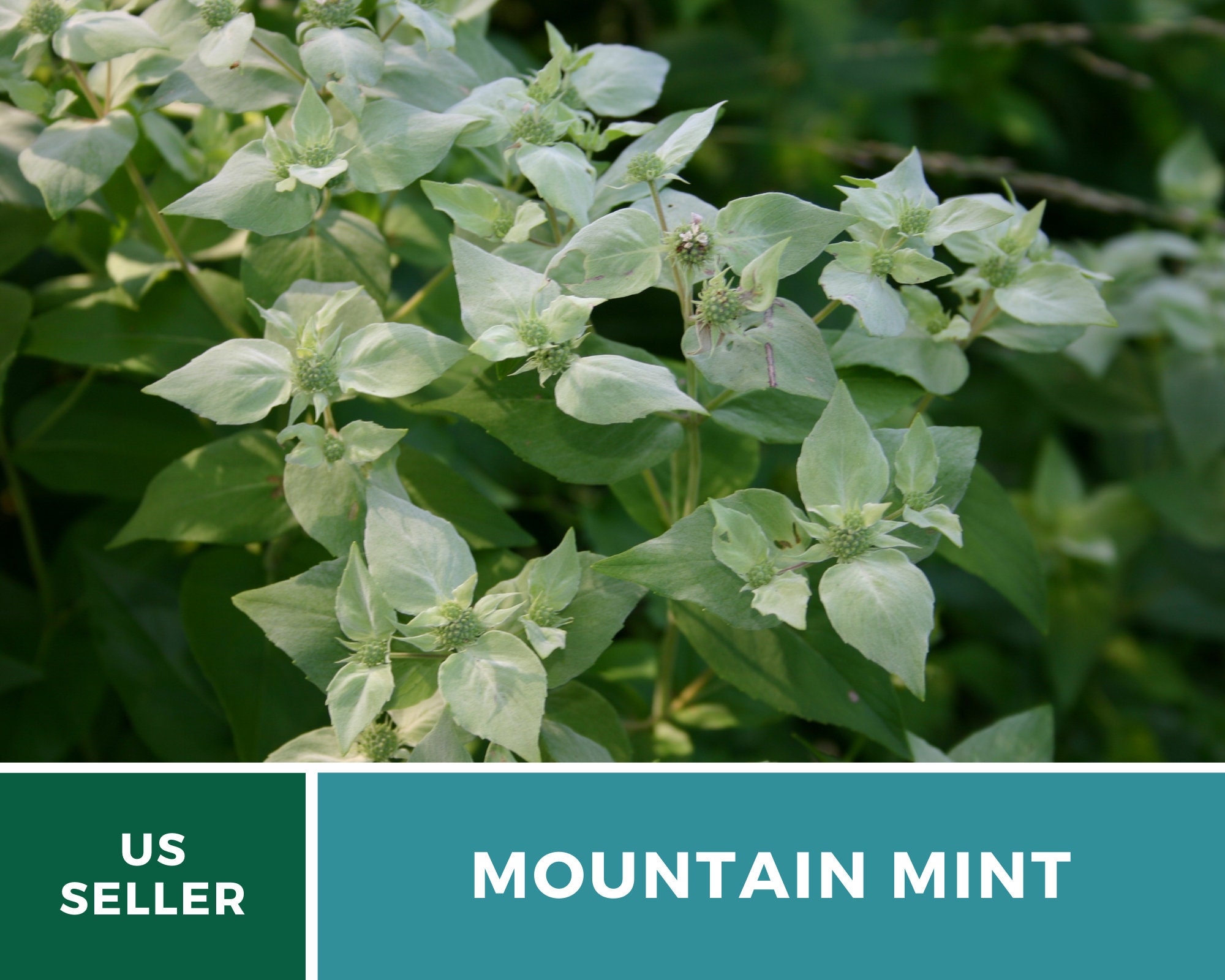 Mountain Mint Heirloom Herb Seeds Etsy