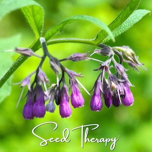 May include: A cluster of bell-shaped purple comfrey flowers hanging from a green stem with broad leaves. The text Seed Therapy is written in a white cursive font at the bottom of the image, set against a soft, out-of-focus green background.