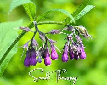 May include: A cluster of bell-shaped purple comfrey flowers hanging from a green stem with broad leaves. The text Seed Therapy is written in a white cursive font at the bottom of the image, set against a soft, out-of-focus green background.