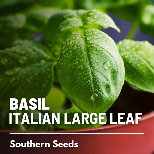 Basil, Italian Large Leaf - 250 Seeds - Heirloom Culinary & Medicinal Herb - Non-GMO (Ocimum basilicum)