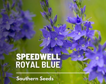 Veronica (Speedwell), Royal Blue - 50 Seeds - Heirloom Flower, Attracts Pollinators, Cottage Gardens, Garden Gift (Veronica teucrium)