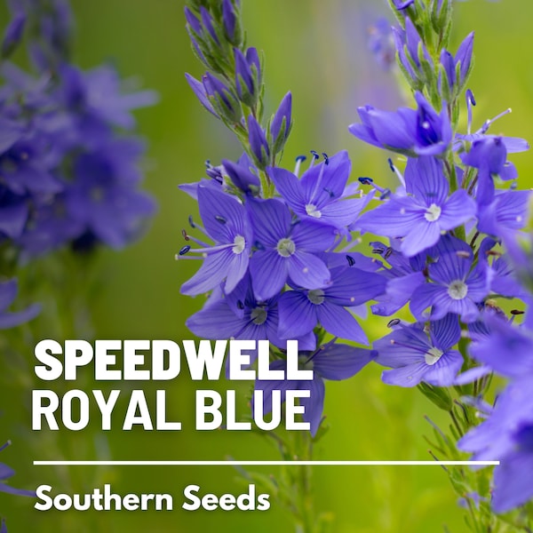 Veronica (Speedwell), Royal Blue - 50 Seeds - Heirloom Flower, Attracts Pollinators, Cottage Gardens, Garden Gift (Veronica teucrium)