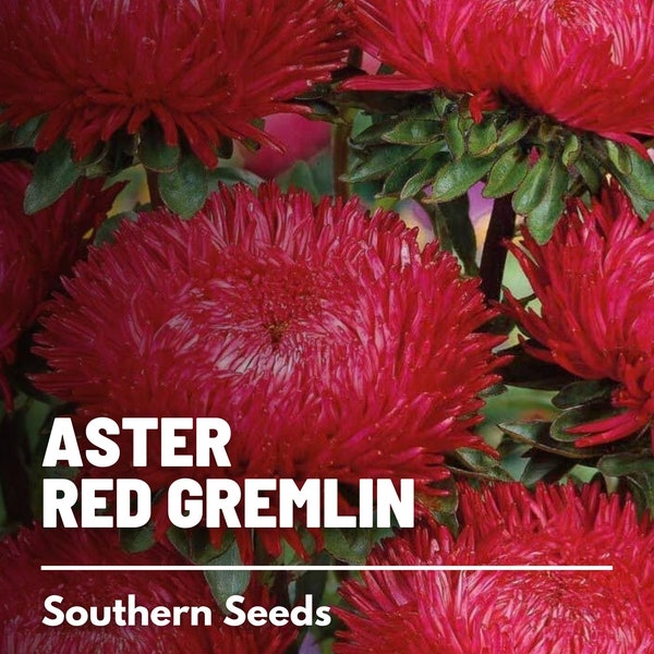 Aster, Gremlin Red (Tall Double) - 50 Seeds - Heirloom Flower - Easy to Grow (Callistephus gremlin)