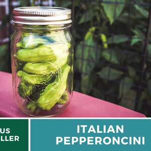 Peut inclure: Un bocal en verre rempli de piments verts italiens. Le bocal a un couvercle argent&eacute; et repose sur une surface rouge.