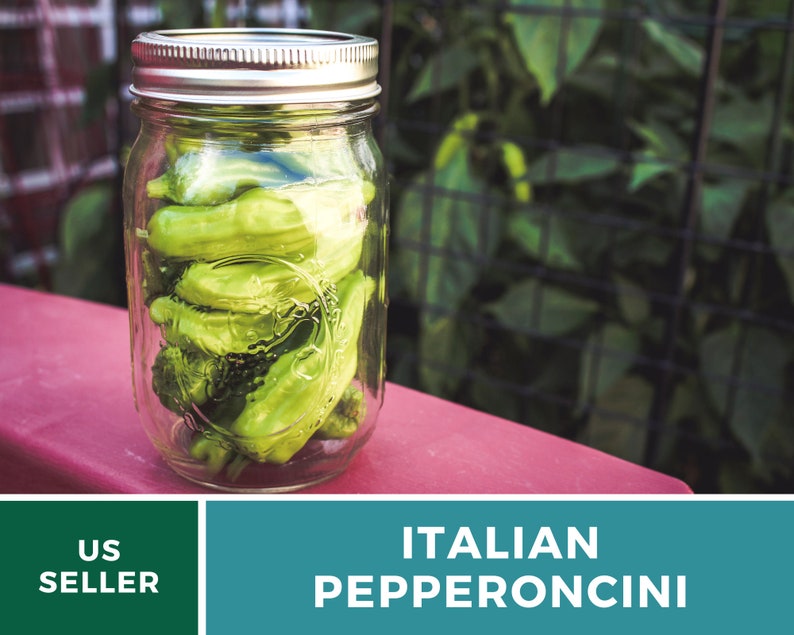 Peut inclure: Un bocal en verre rempli de piments verts italiens. Le bocal a un couvercle argent&eacute; et repose sur une surface rouge.