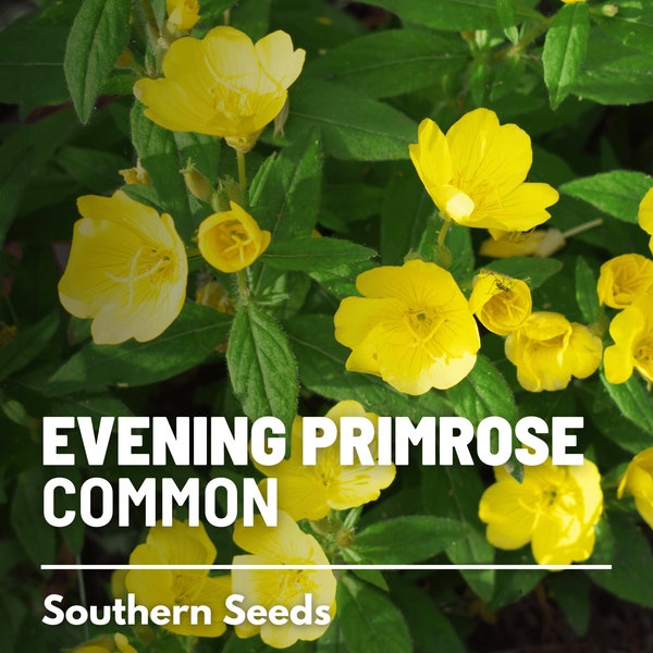 Evening Primrose, Common - 100 Seeds - Heirloom Flower - Medicinal Herb (Oenothera lamarckiana)