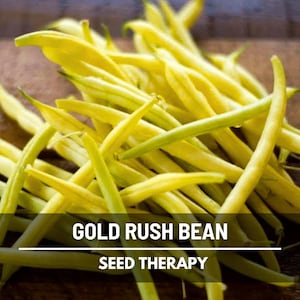 Gold Rush Bean Seeds – Heirloom, Classic Yellow Wax Bean, Crisp & Stringless Pods, Productive Variety | 30 Seeds