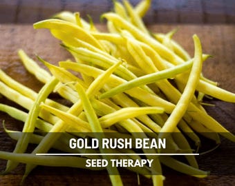 Gold Rush Bean Seeds – Heirloom Yellow Wax Bean, Non-GMO (30 Seeds)