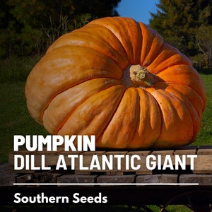 Pumpkin, Dill's Atlantic Giant - 5 Seeds - Heirloom Vegetable - Enormous Size - Open Pollinated - Non-GMO (Cucurbita maxima)