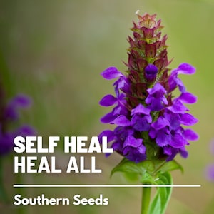 Self Heal (Heal All) - 50 Seeds - Heirloom Herb, Medicinal Plant, Purple Flowers, Wildflower, Non-GMO, Garden Gift  (Prunella vulgaris)