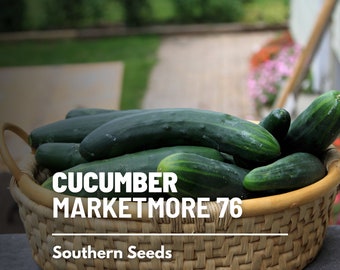 Cucumber, Marketmore 76 - 30 Seeds - Heirloom Vegetable - Open Pollinated - Non-GMO (Cucumis sativus)