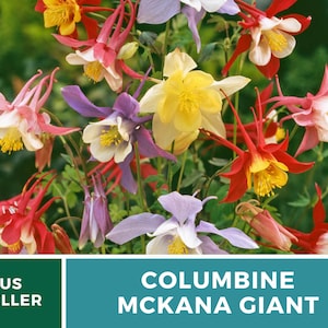 Columbine, McKana Giant mix 100 seeds Hybrid Flower AAS Winner Aquilegia coerulea image 2