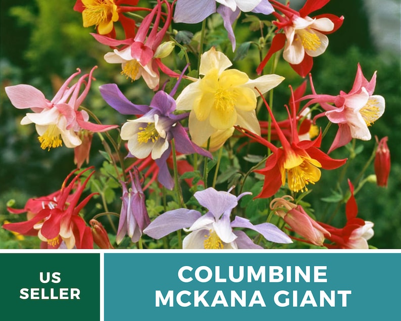 Columbine, McKana Giant mix 100 seeds Hybrid Flower AAS Winner Aquilegia coerulea image 2