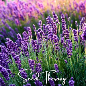 May include: A field of vibrant purple lavender flowers with slender green stems and small, clustered blossoms. The text Seed Therapy is written in a white, cursive script across the lower portion of the lavender plant stems.