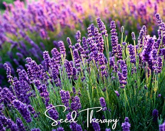 May include: A field of vibrant purple lavender flowers with slender green stems and small, clustered blossoms. The text Seed Therapy is written in a white, cursive script across the lower portion of the lavender plant stems.