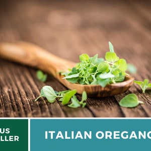 K&ouml;nnte beinhalten: Ein Holzl&ouml;ffel gef&uuml;llt mit frischen gr&uuml;nen italienischen Oregano-Bl&auml;ttern auf einer rustikalen Holzoberfl&auml;che. Der Text "ITALIAN OREGANO" wird unter dem L&ouml;ffel angezeigt.