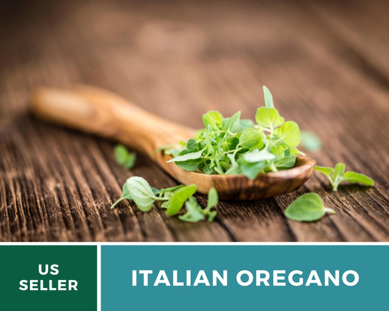 K&ouml;nnte beinhalten: Ein Holzl&ouml;ffel gef&uuml;llt mit frischen gr&uuml;nen italienischen Oregano-Bl&auml;ttern auf einer rustikalen Holzoberfl&auml;che. Der Text "ITALIAN OREGANO" wird unter dem L&ouml;ffel angezeigt.