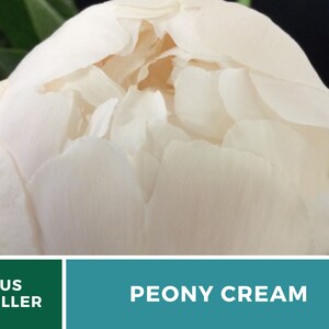 May include: A close-up of a cream-colored peony flower bud. The bud is fully closed and has a soft, velvety texture. The flower is in the process of blooming and the petals are starting to open.