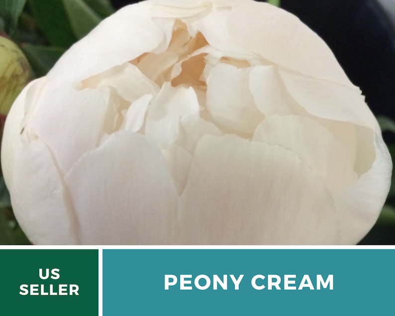 May include: A close-up of a cream-colored peony flower bud. The bud is fully closed and has a soft, velvety texture. The flower is in the process of blooming and the petals are starting to open.