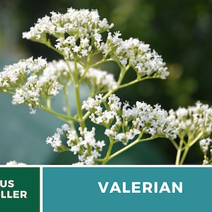 Valerian 50 Seeds Heirloom Herb, Medicinal Herb, Pinkish-White Flowers, Non-GMO Valeriana officinalis image 8