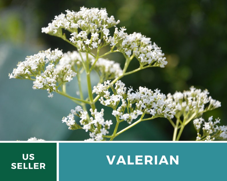 Valerian 50 Seeds Heirloom Herb, Medicinal Herb, Pinkish-White Flowers, Non-GMO Valeriana officinalis image 8