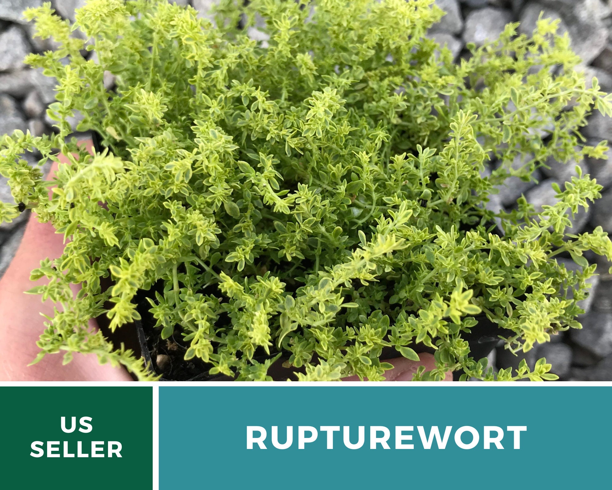 Rupturewort Green Carpet 100 Seeds Medicinal & Edible Etsy