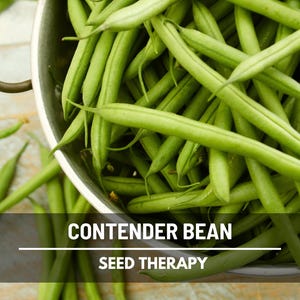 Contender Bean Seeds – Heirloom Early and Productive Stringless Bush Bean, Great for Canning & Freezing | 30 Seeds