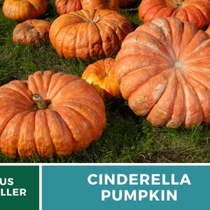 May include: A group of large, orange Cinderella pumpkins on a bed of green grass. The pumpkins have a distinctive, ribbed texture and are a popular choice for fall decorating.