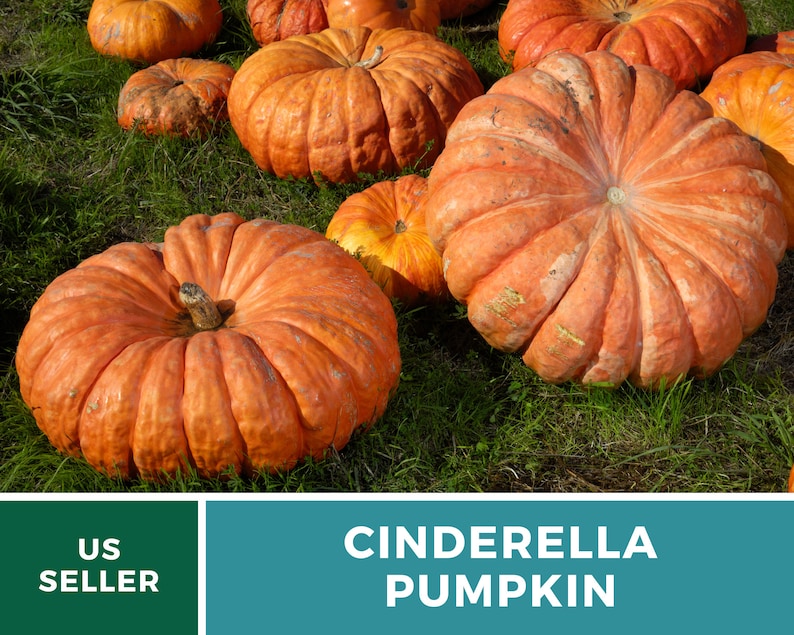 May include: A group of large, orange Cinderella pumpkins on a bed of green grass. The pumpkins have a distinctive, ribbed texture and are a popular choice for fall decorating.