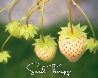 Könnte beinhalten: Eine Ansammlung von blassgelben Erdbeeren mit kleinen roten Samen, die an dünnen grünen Stielen hängen. Die Erdbeeren haben grüne, blättrige Kelche an der Oberseite. Der Text Seed Therapy steht in weißer Schreibschrift am unteren Bildrand.
