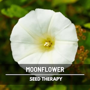 Semillas de flor de luna – Enredadera nocturna tradicional, flores blancas fragantes para pérgolas, de rápido crecimiento, fácil de cultivar, atrae a los polinizadores / 25 semillas