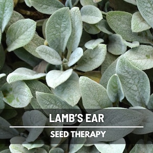 Lamb’s Ear Seeds – Heirloom, Soft and Silvery Foliage, Velvet Leaf Groundcover, Classic Cottage Garden Plant | 50 Seeds