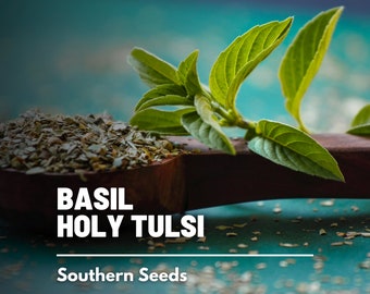 Basil, Holy Tulsi (Kapoor) - 100 Seeds - Heirloom Culinary & Medicinal Herb - Non-GMO (Ocimum sanctum)