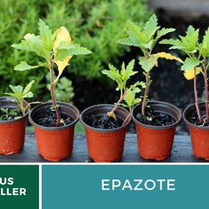 May include: Five small terracotta pots with green Epazote plants growing in them. The pots are lined up on a wooden surface. The text "US SELLER" and "EPAZOTE" are visible in the image.